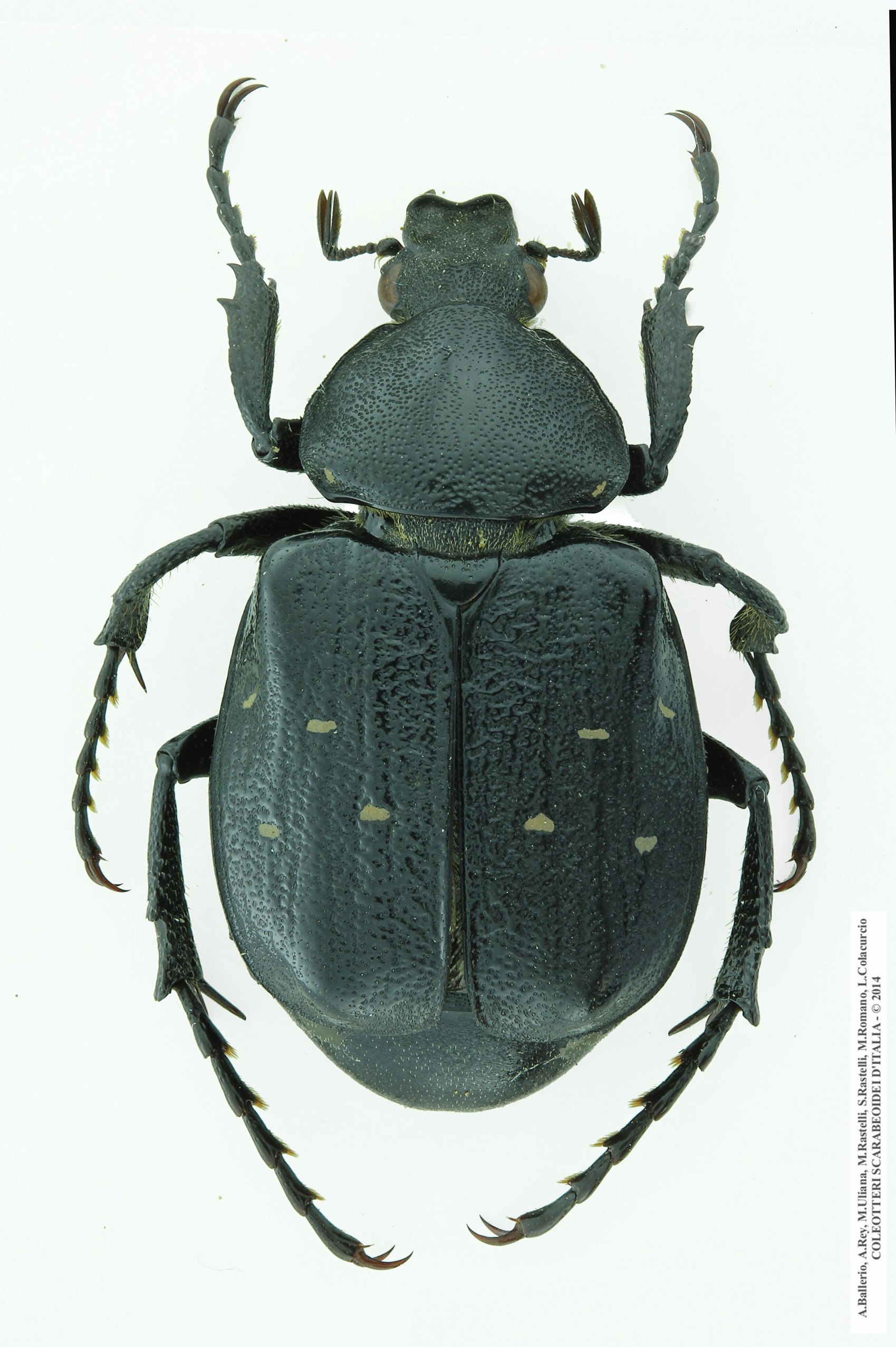 Gnorimus variabilis, maschio